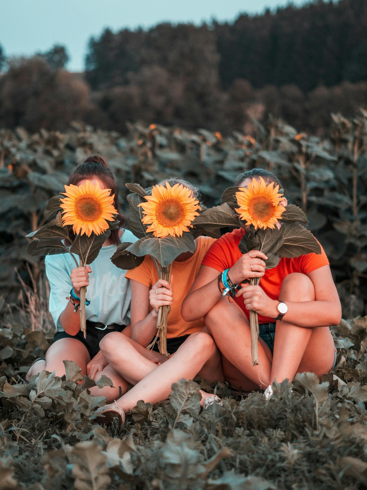 Girasoles de la amistad