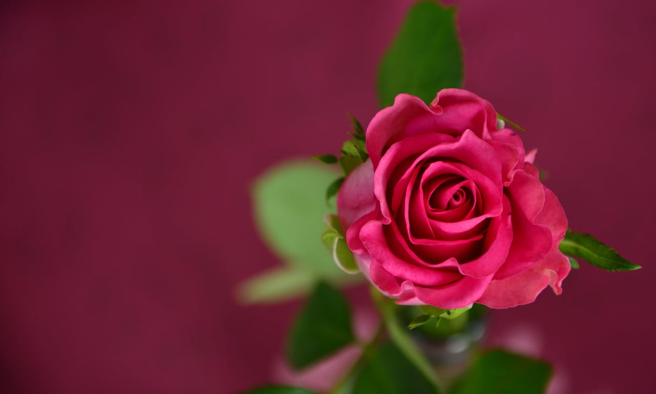 Flor