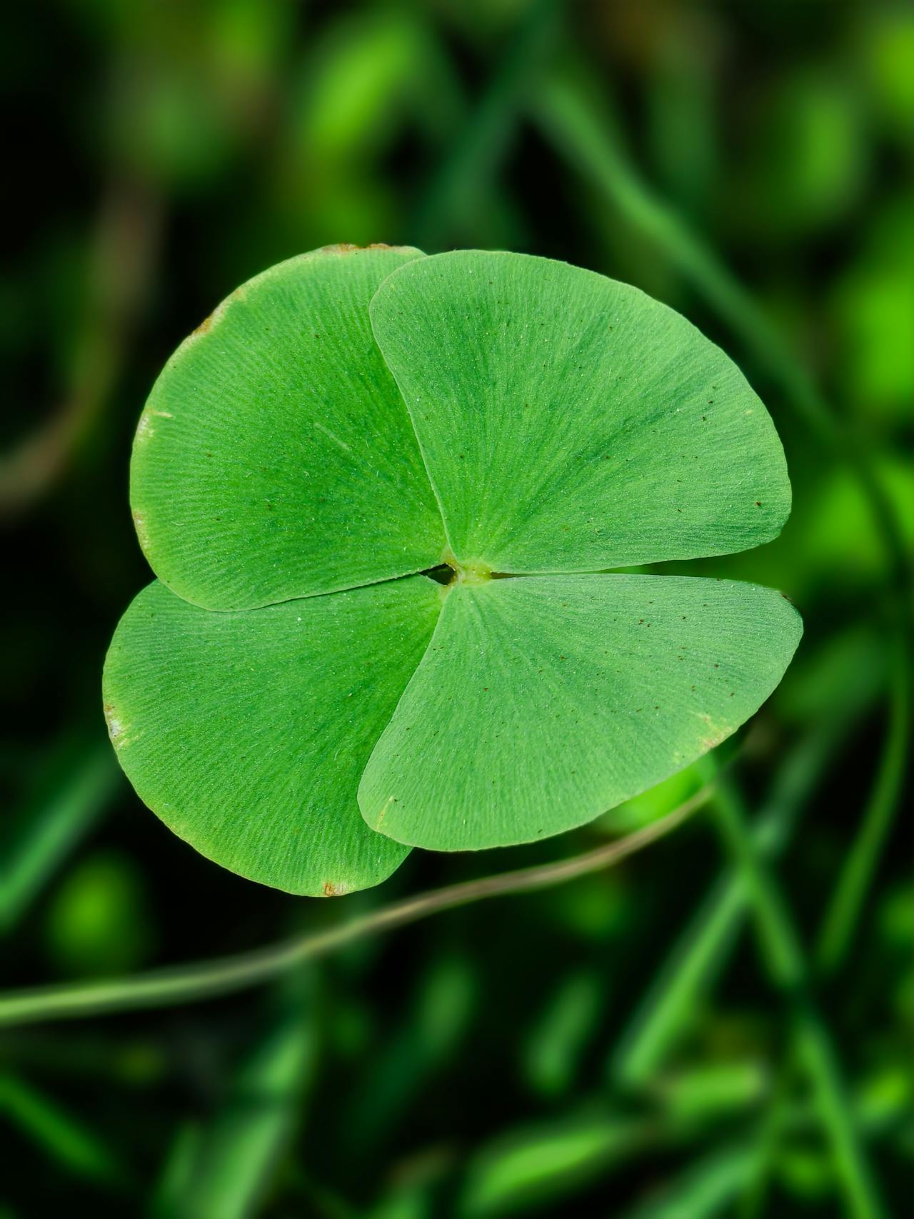 Trébol verde de cuatro hojas Trébol verde de cuatro hojas