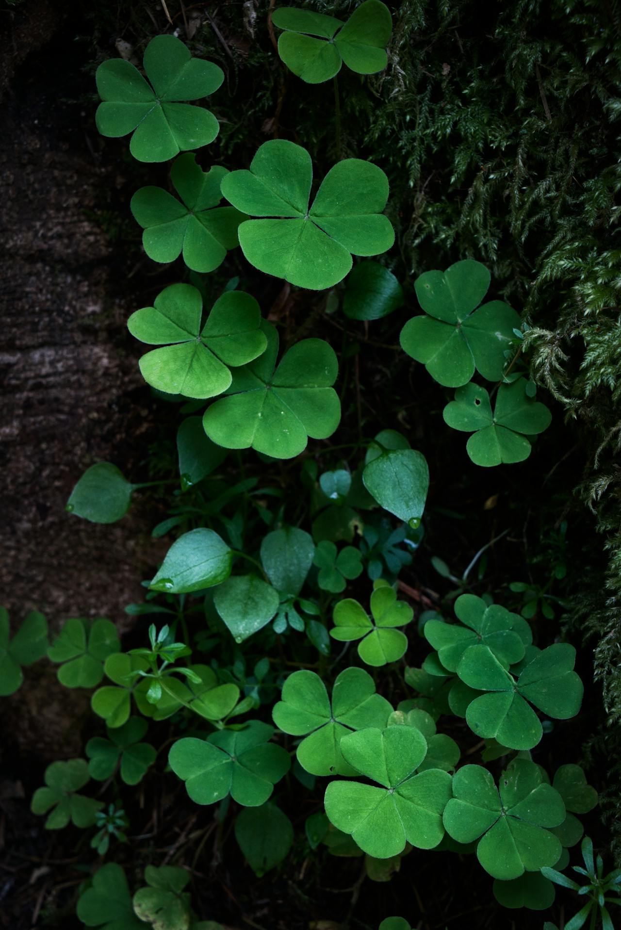 Planta de tréboles verdes