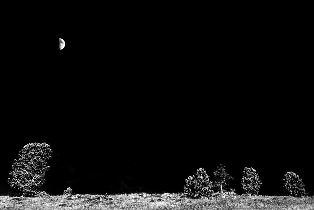 Noche en el bosque