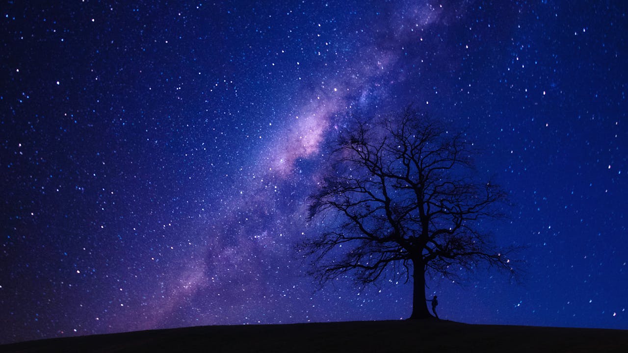 Árbol bajo las estrellas