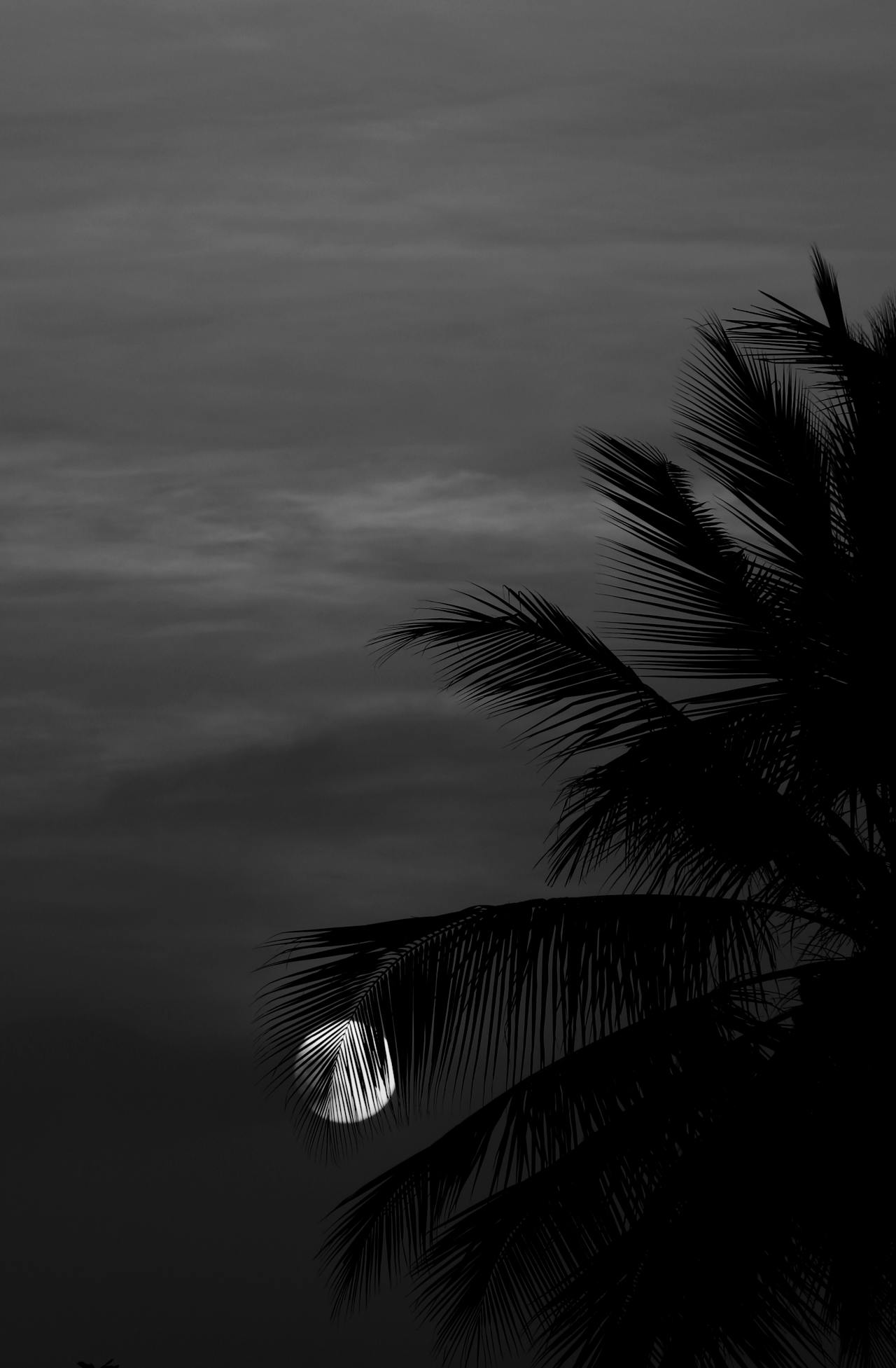 Palmera y luna