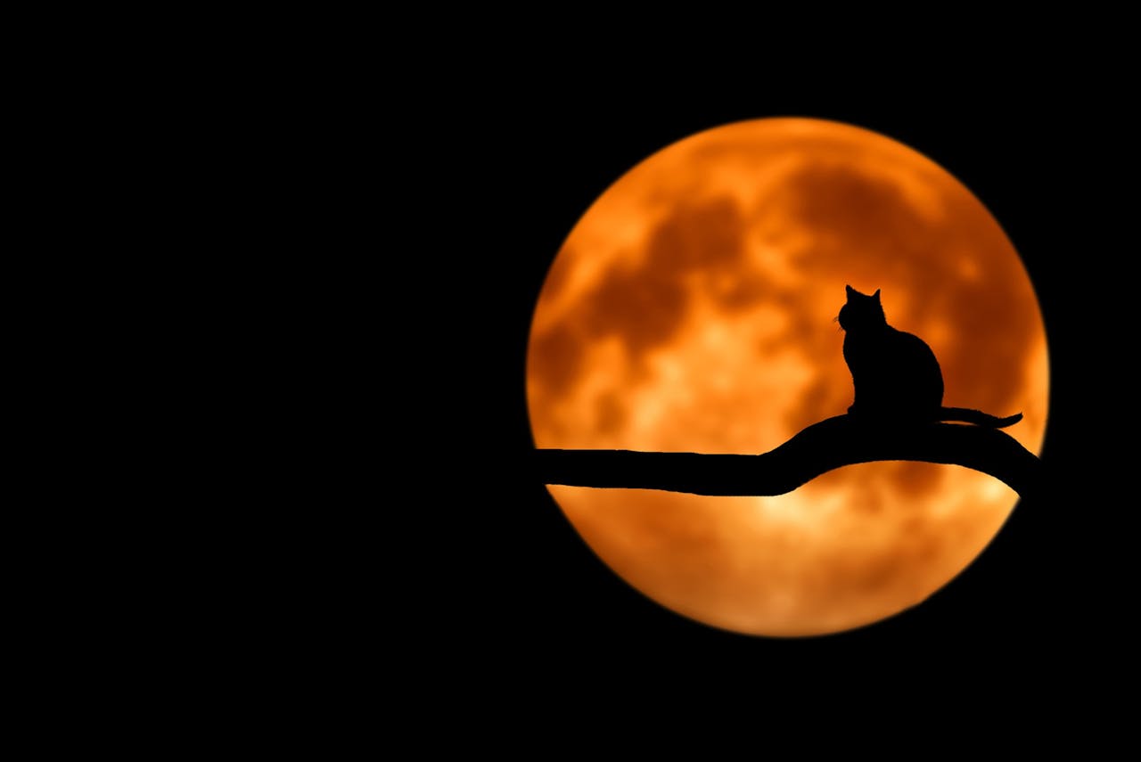 Gato en la noche