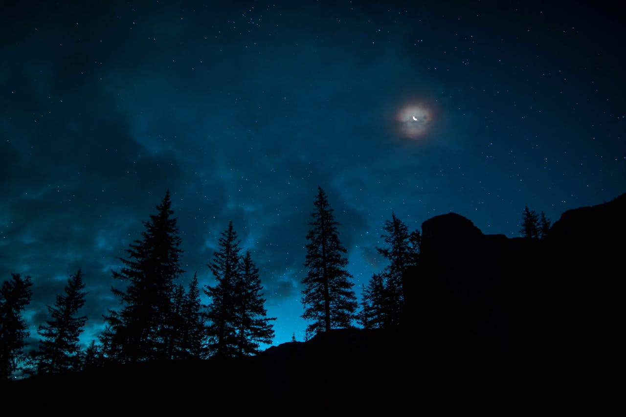 Bosque nocturno