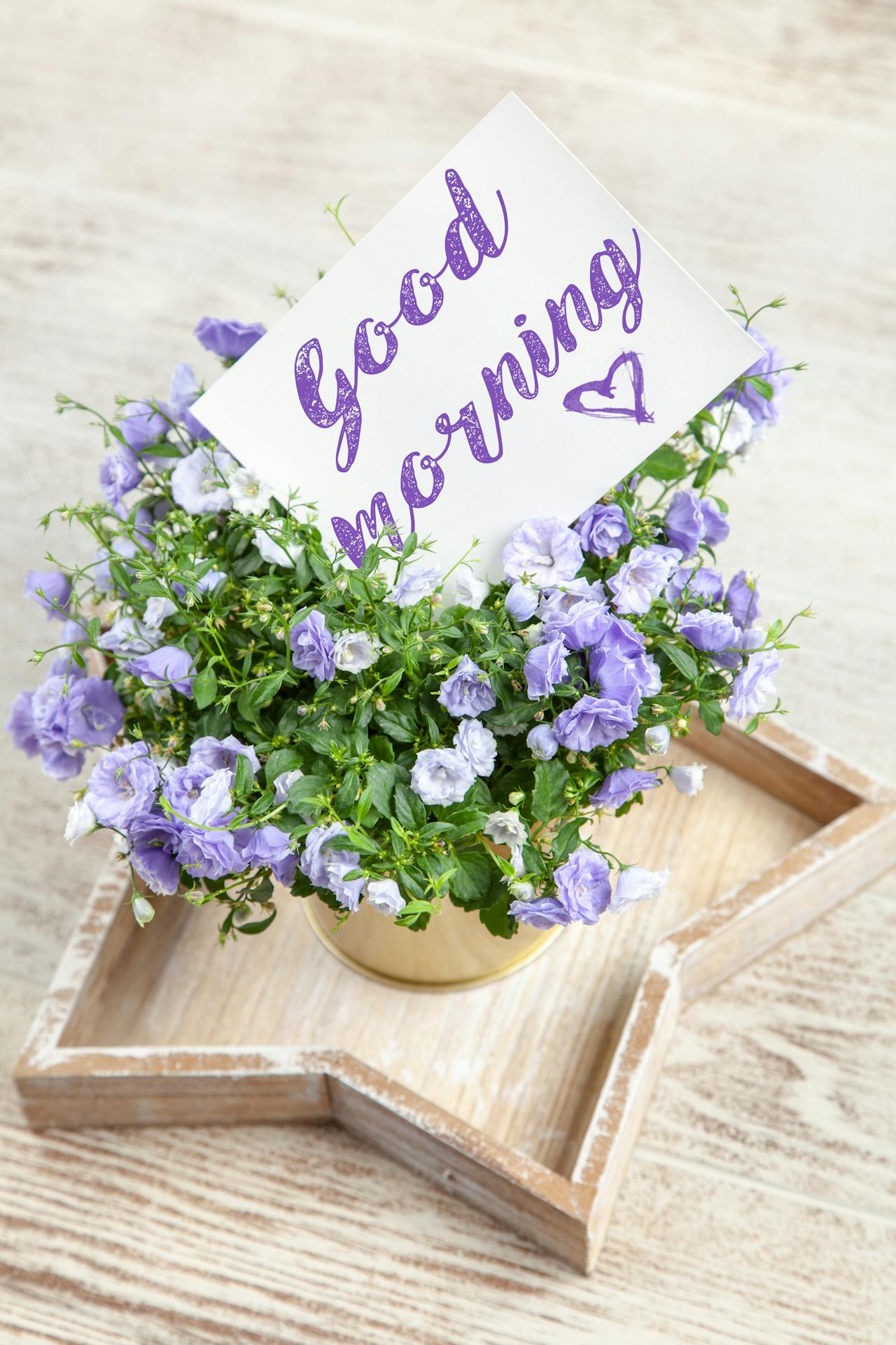 Flores de buenos días