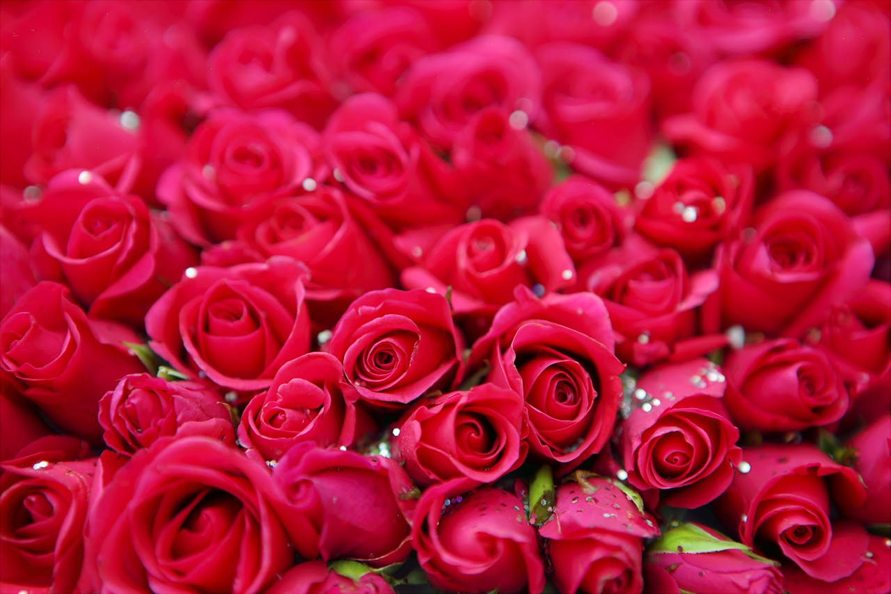 Rosas para mamá