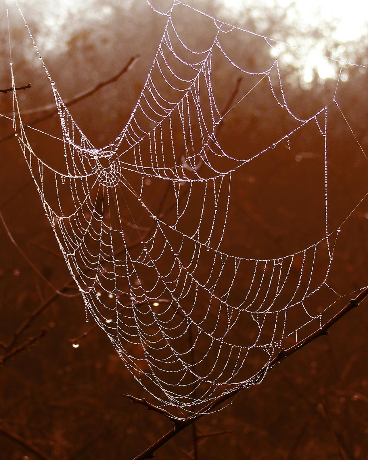 Telaraña de Halloween