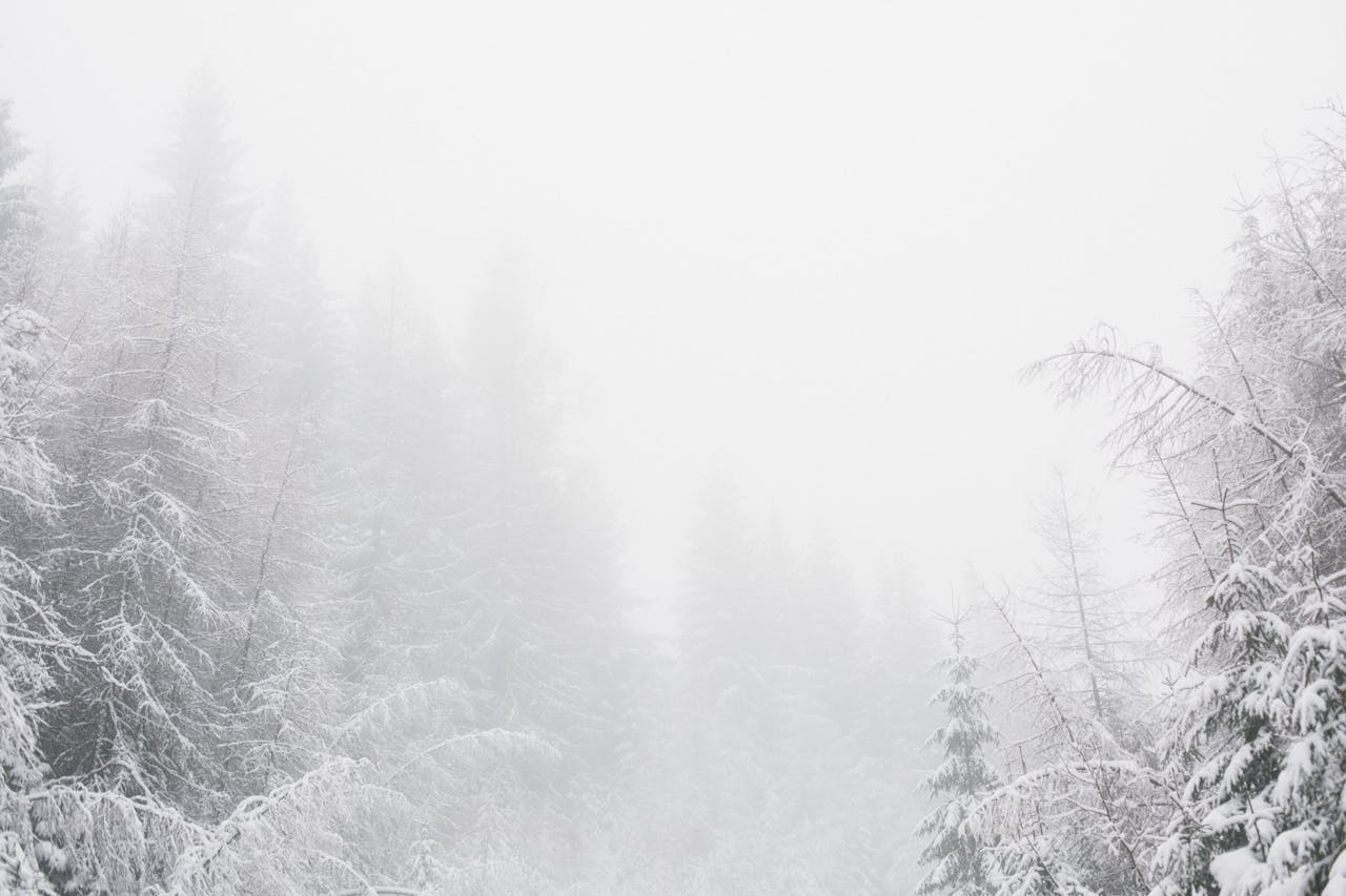 Nieve y niebla