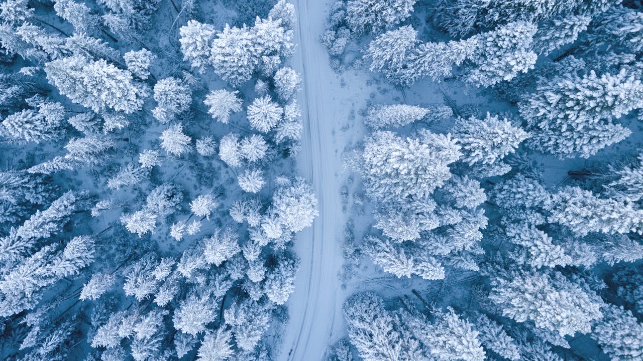 Bosque nevado