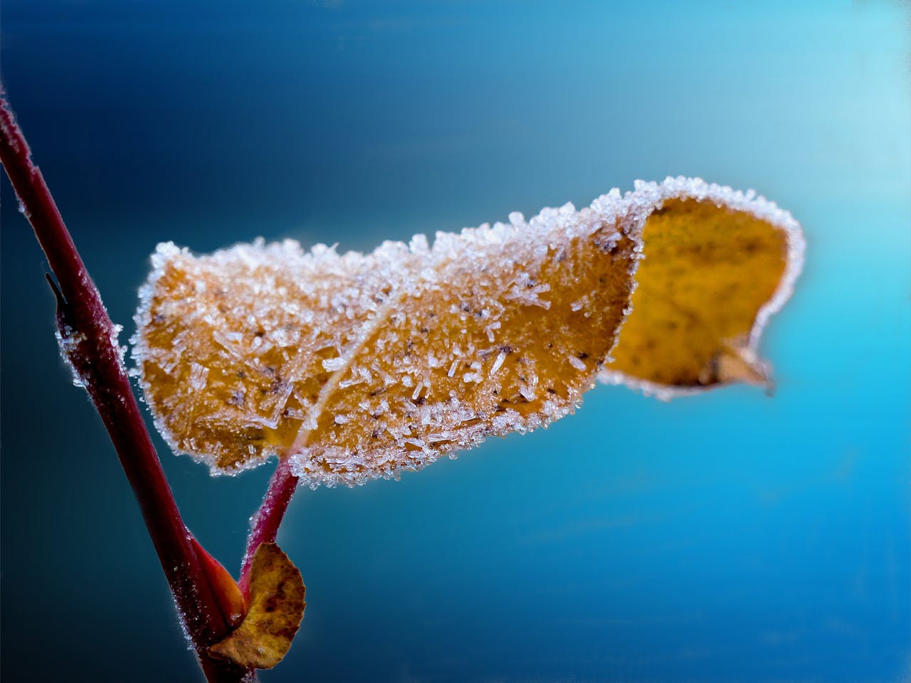 Cristal de hielo