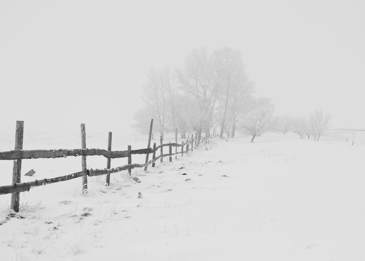 Niebla y nieve