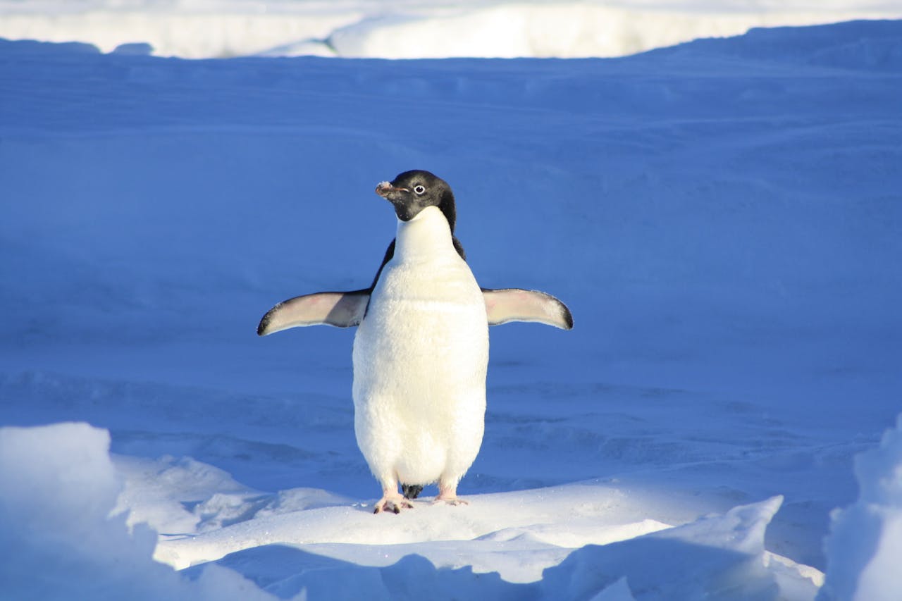 Pingüino