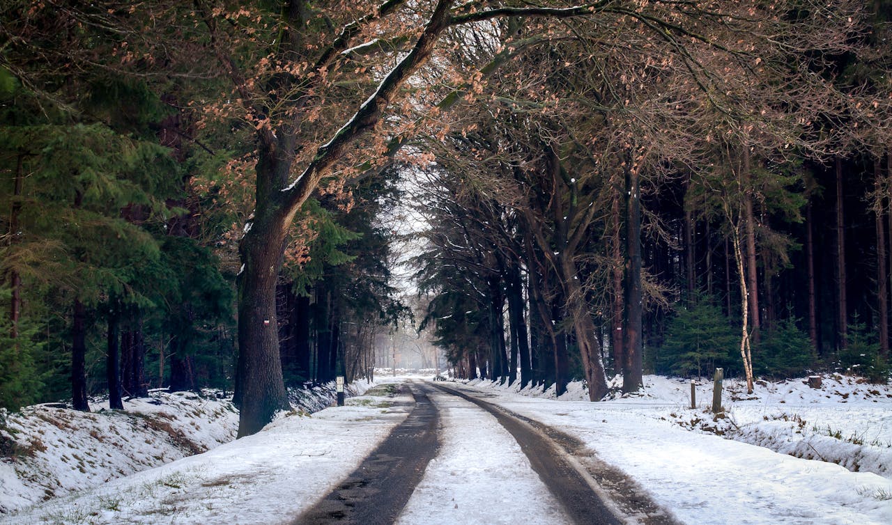Camino nevado