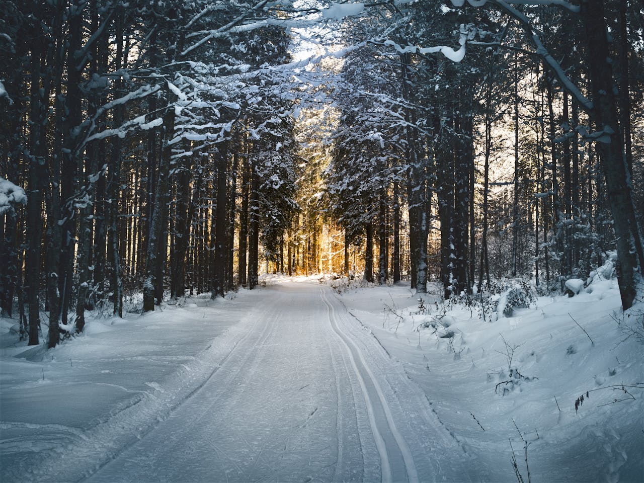 Árboles en la nieve