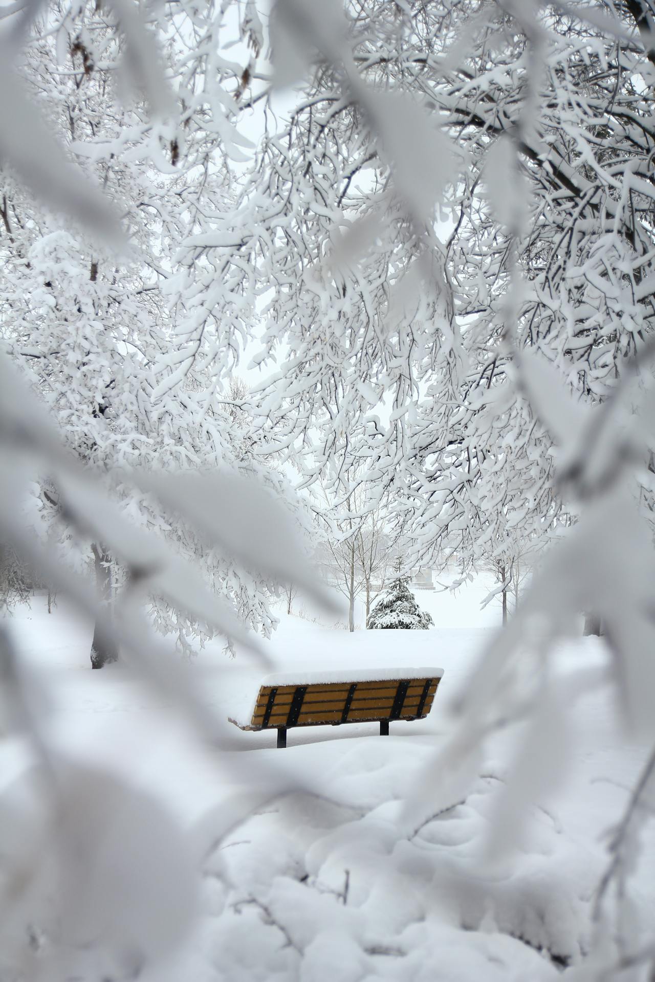 Banco en la nieve
