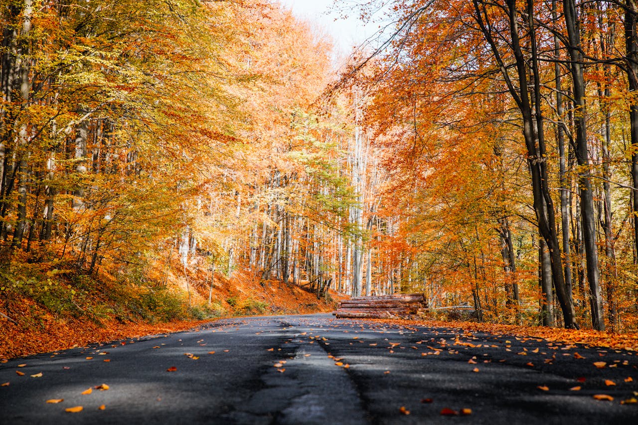 Carretera bajo las hojas