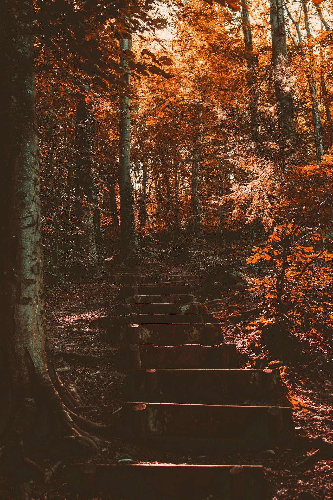 Escaleras al otoño
