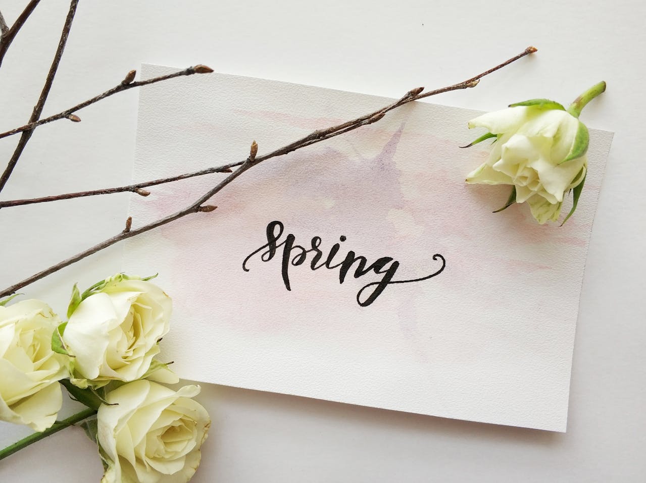 Primavera y rosas