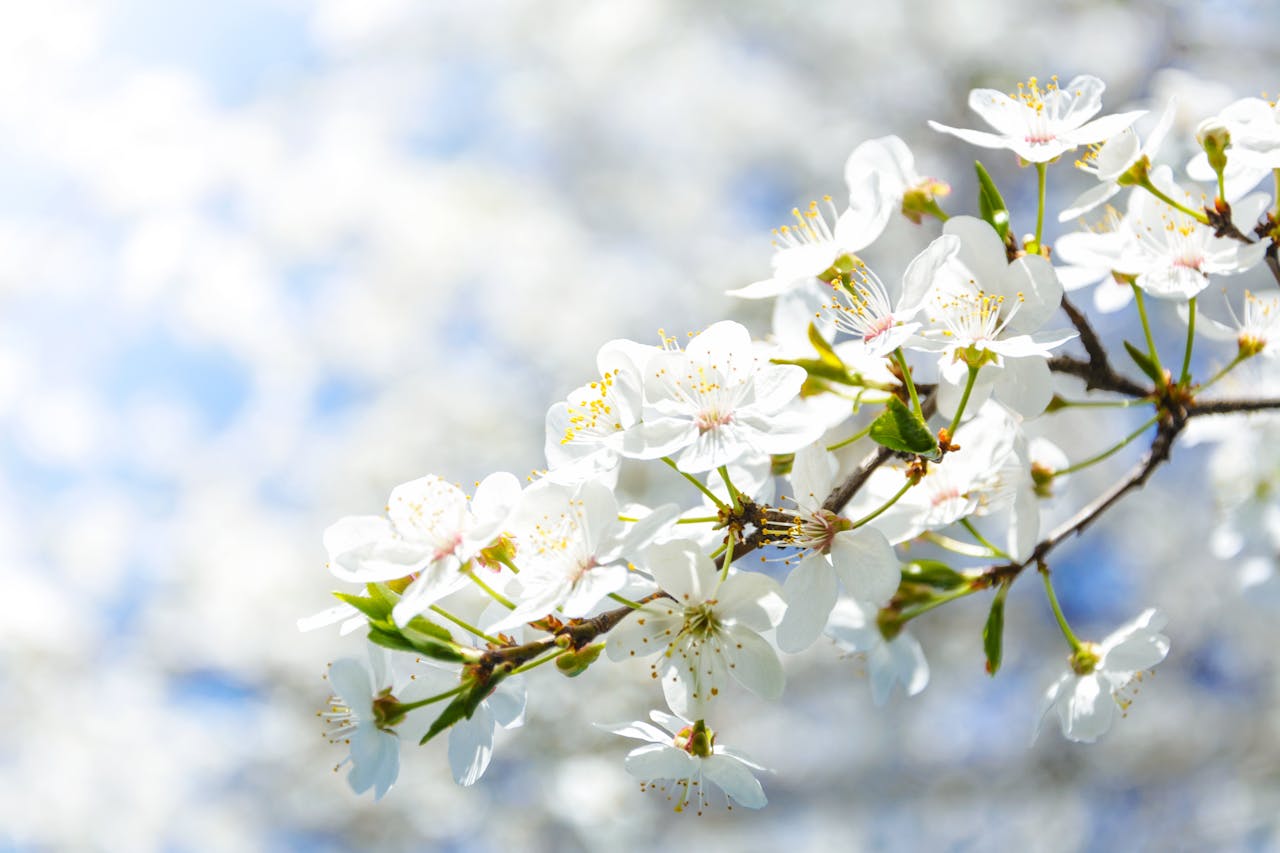 Flores de la primavera