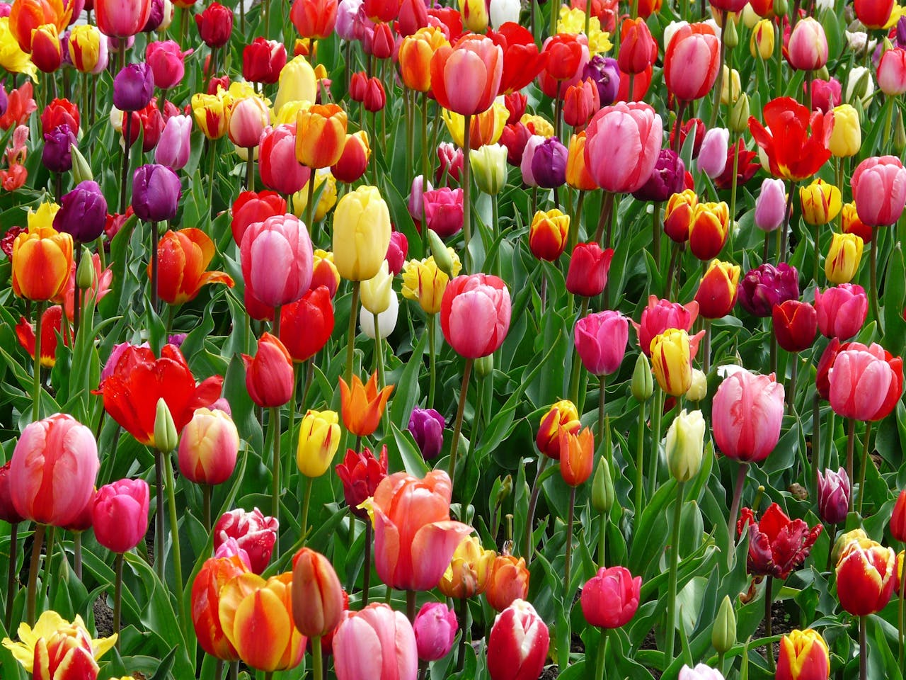 Tulipanes