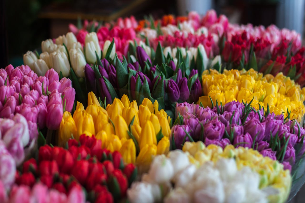 Flores de colores