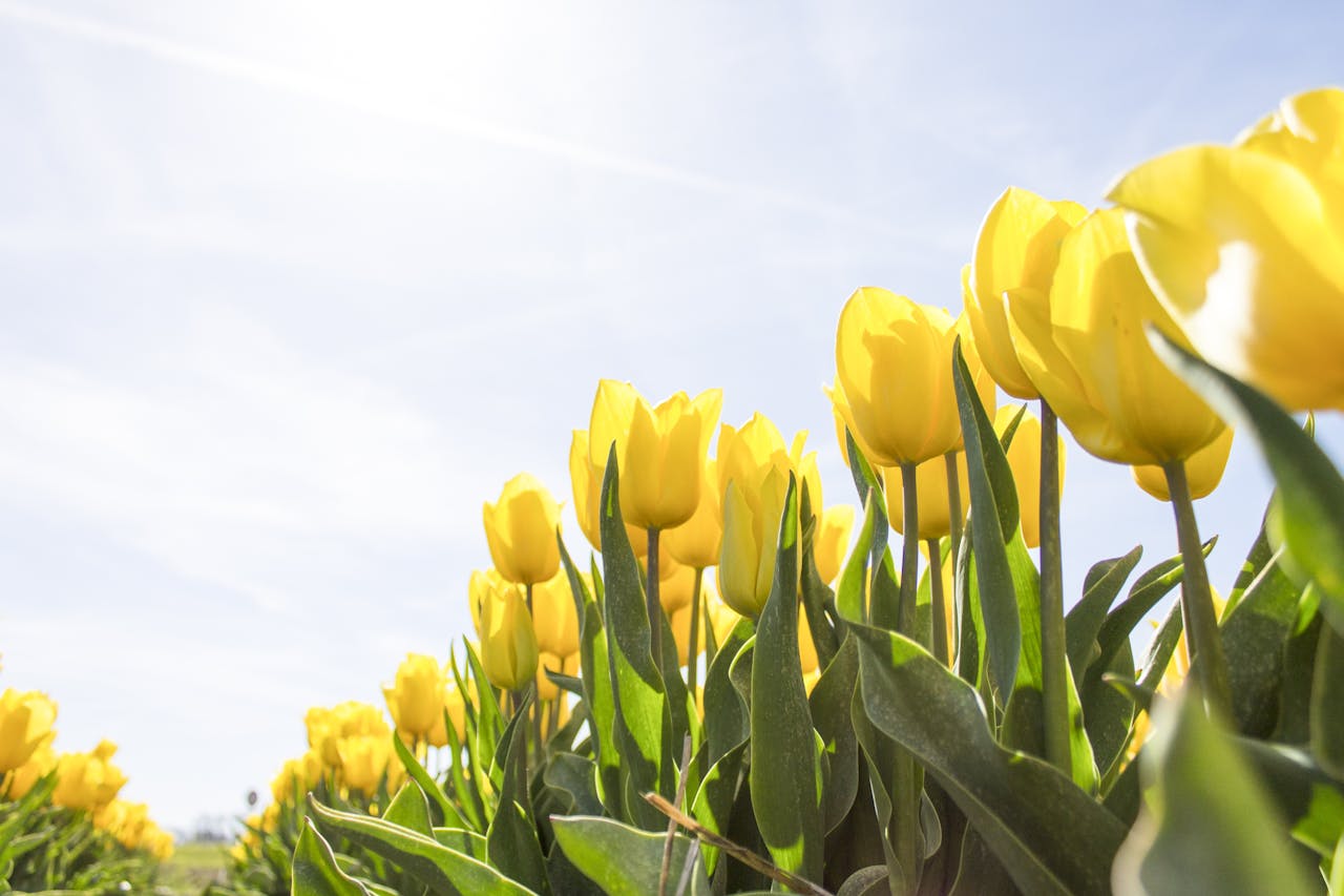Tulipanes amarillos