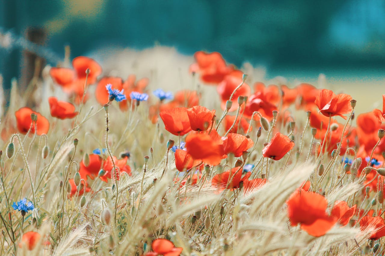 Flores rojas