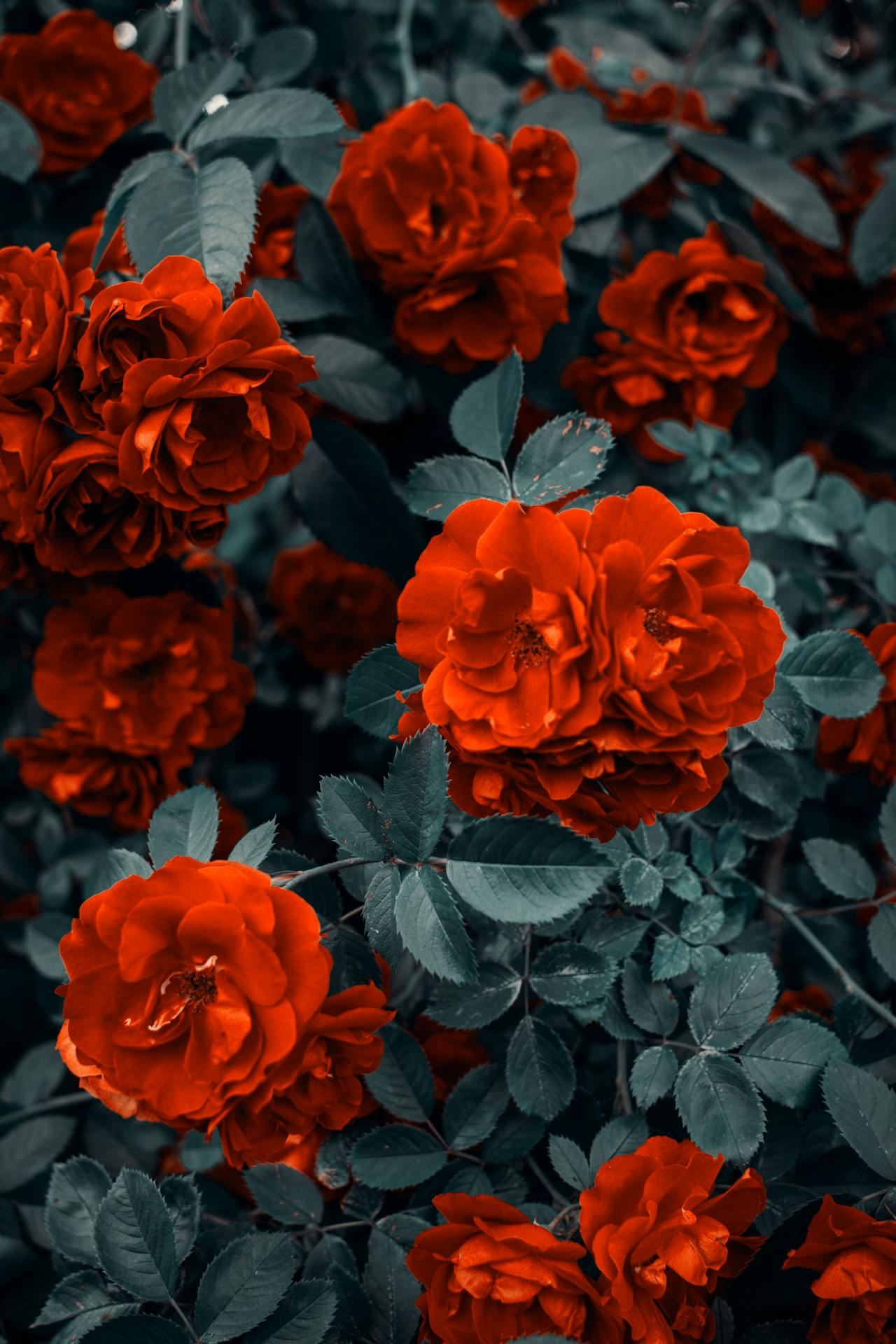 Rosas rojas