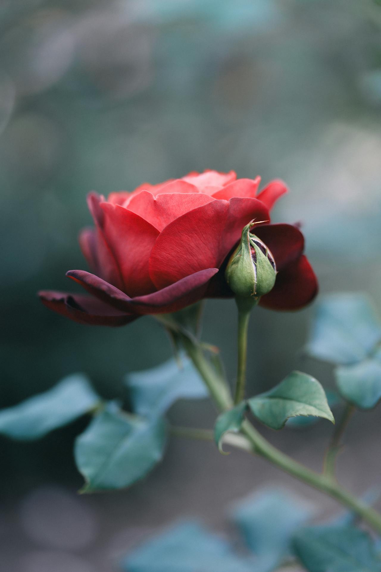 Rosa roja