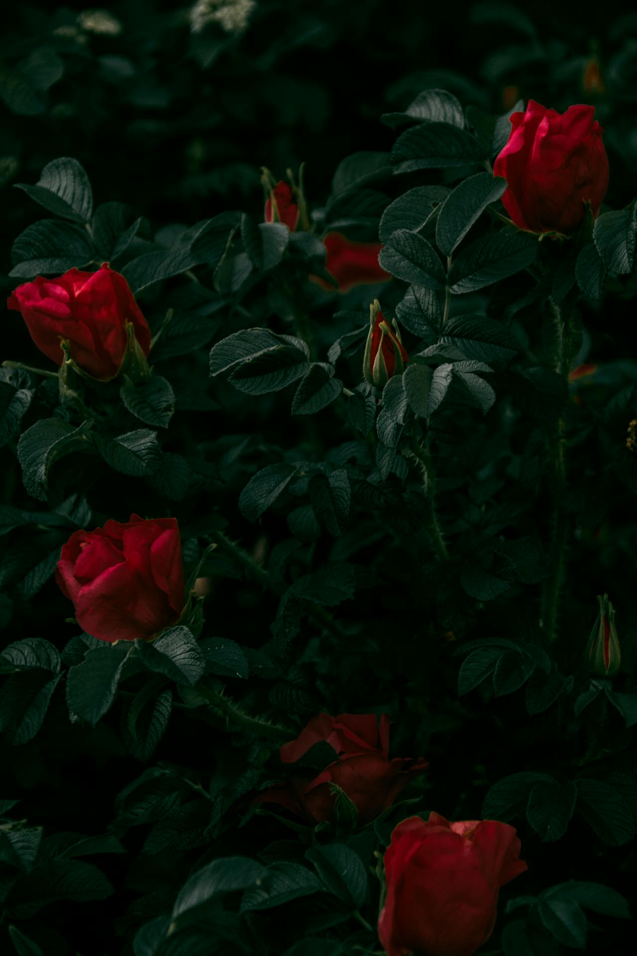 Rosas de San Valentín