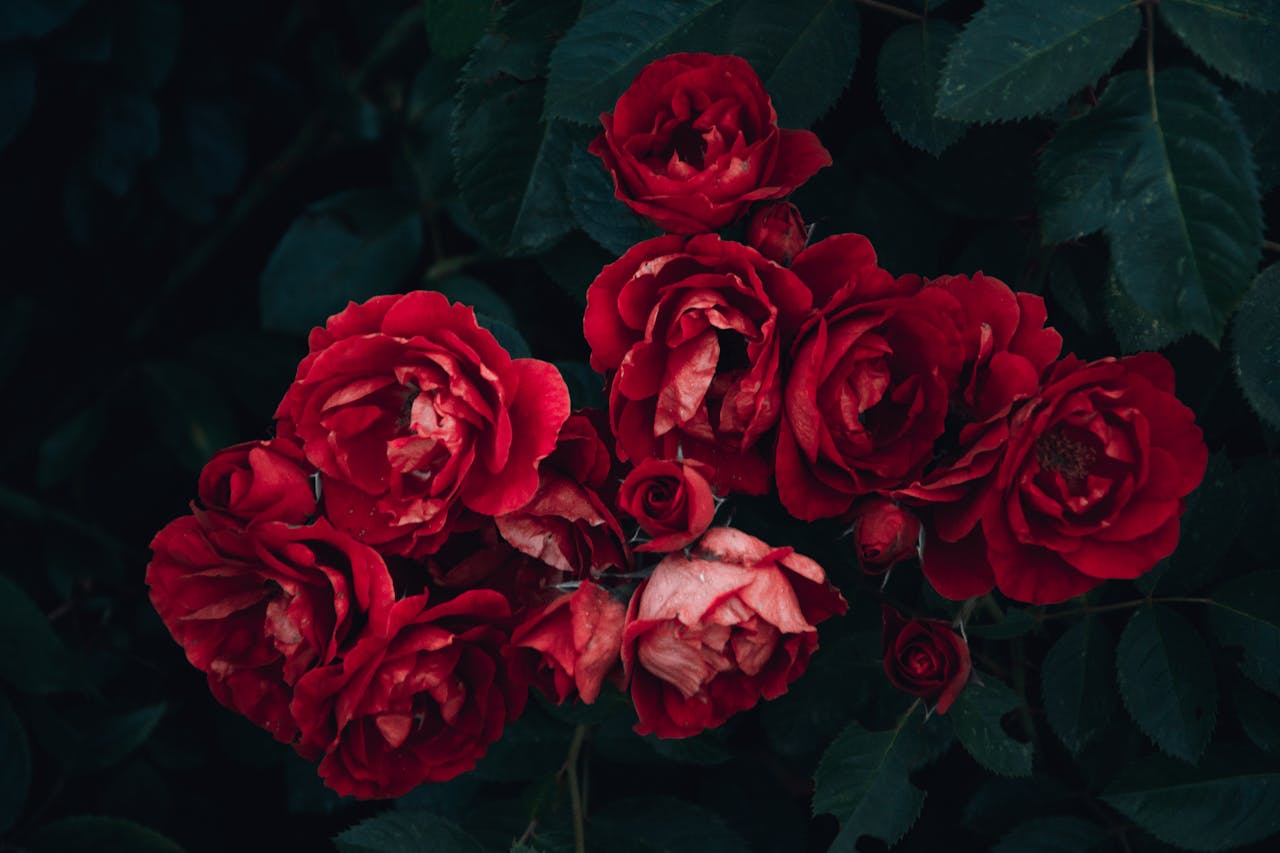 Preciosas rosas rojas