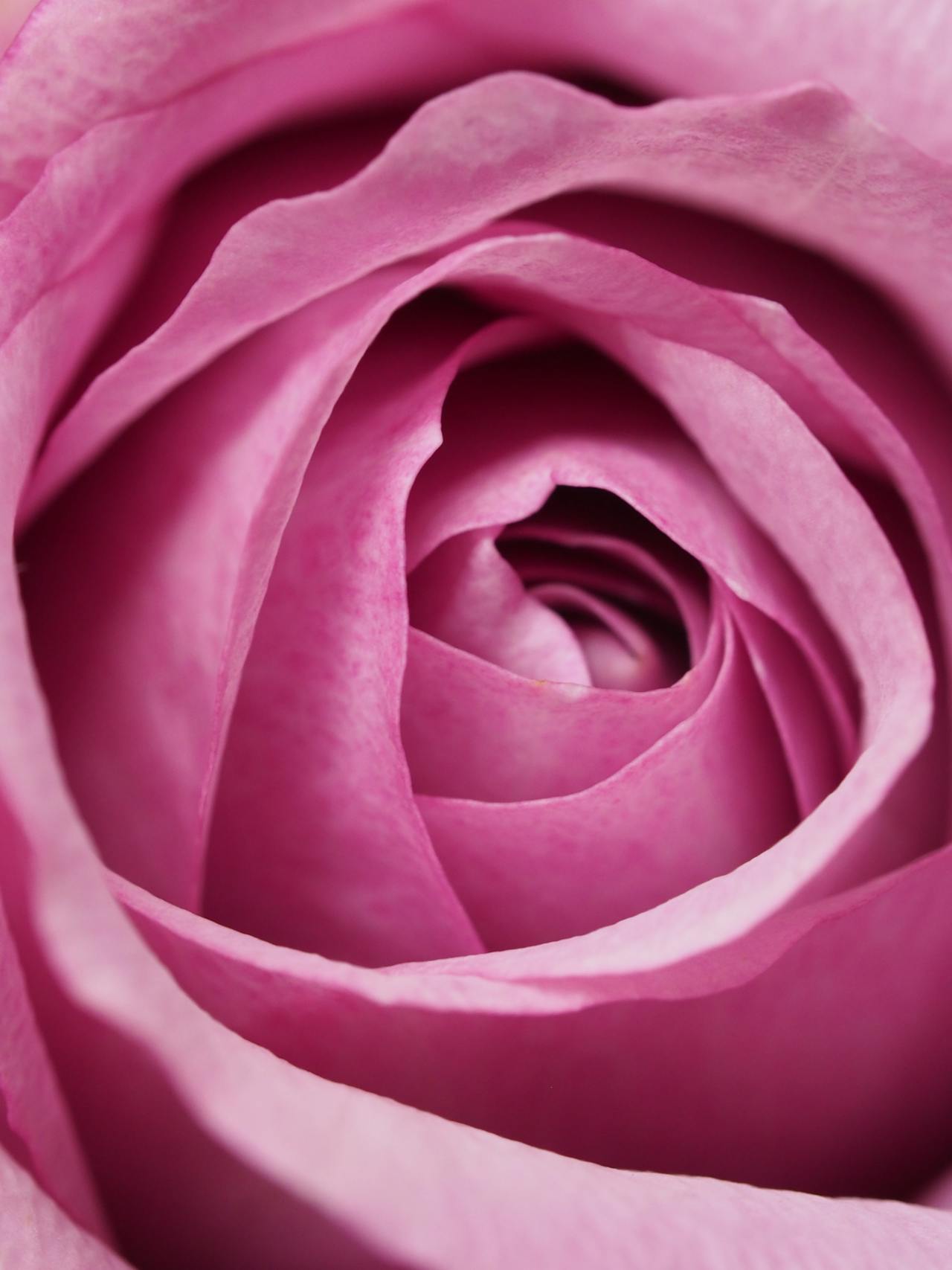 Rosa rosa