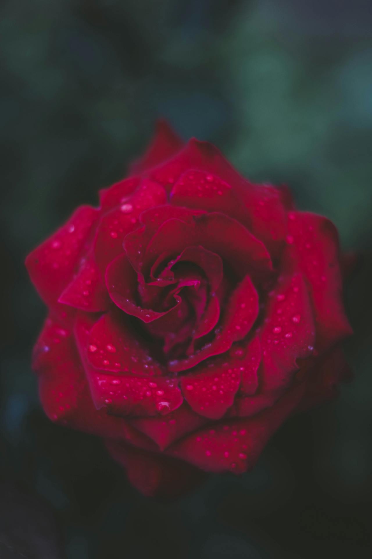 Rosa de San Valentín