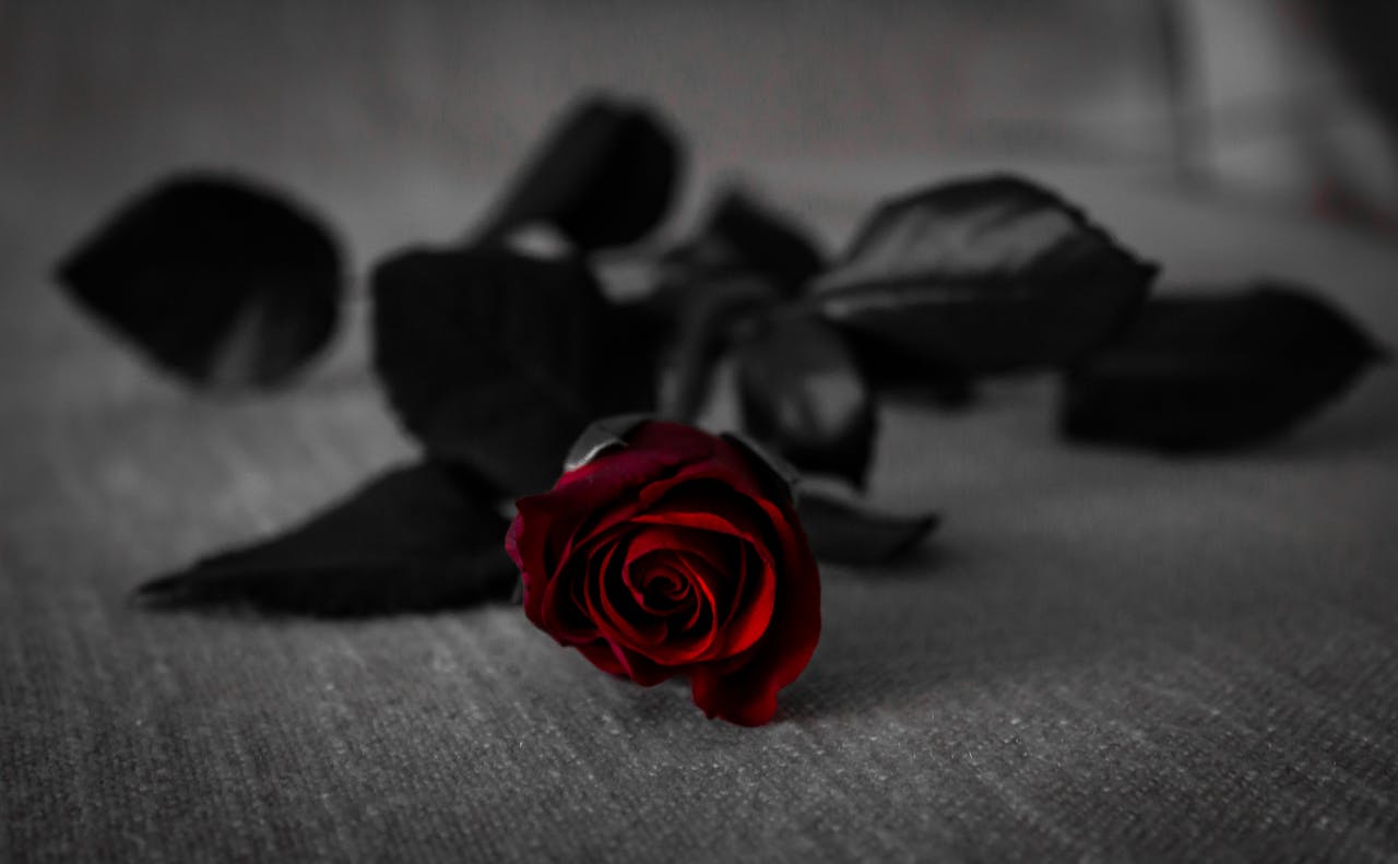 Rosa apagada