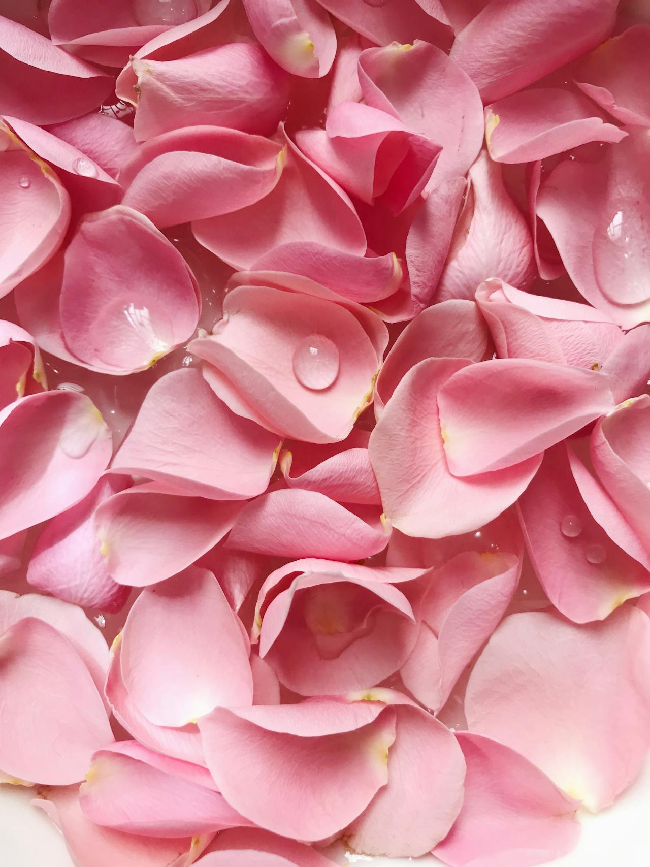 Rosas al alba