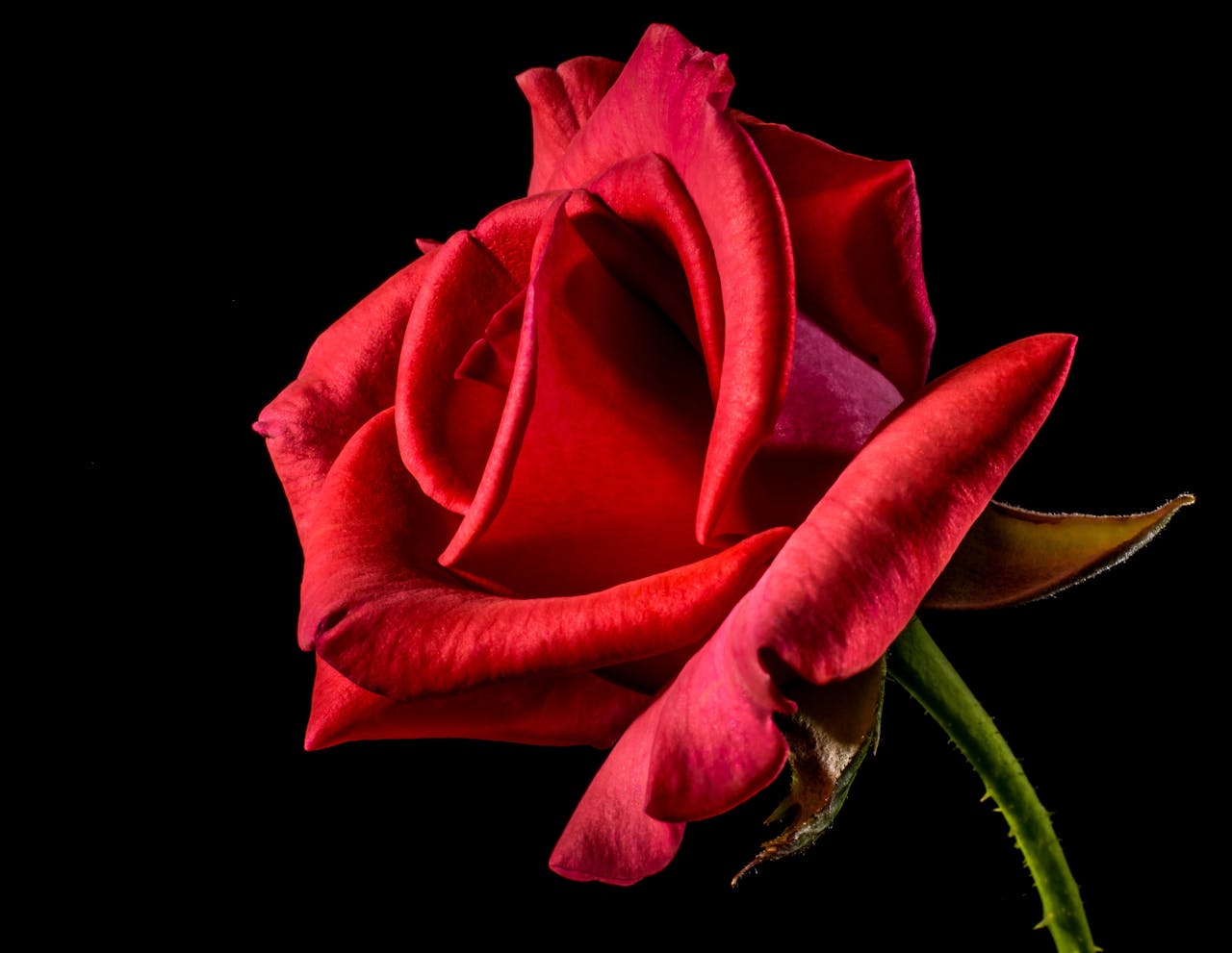 Rosa perfecta Rosa perfecta