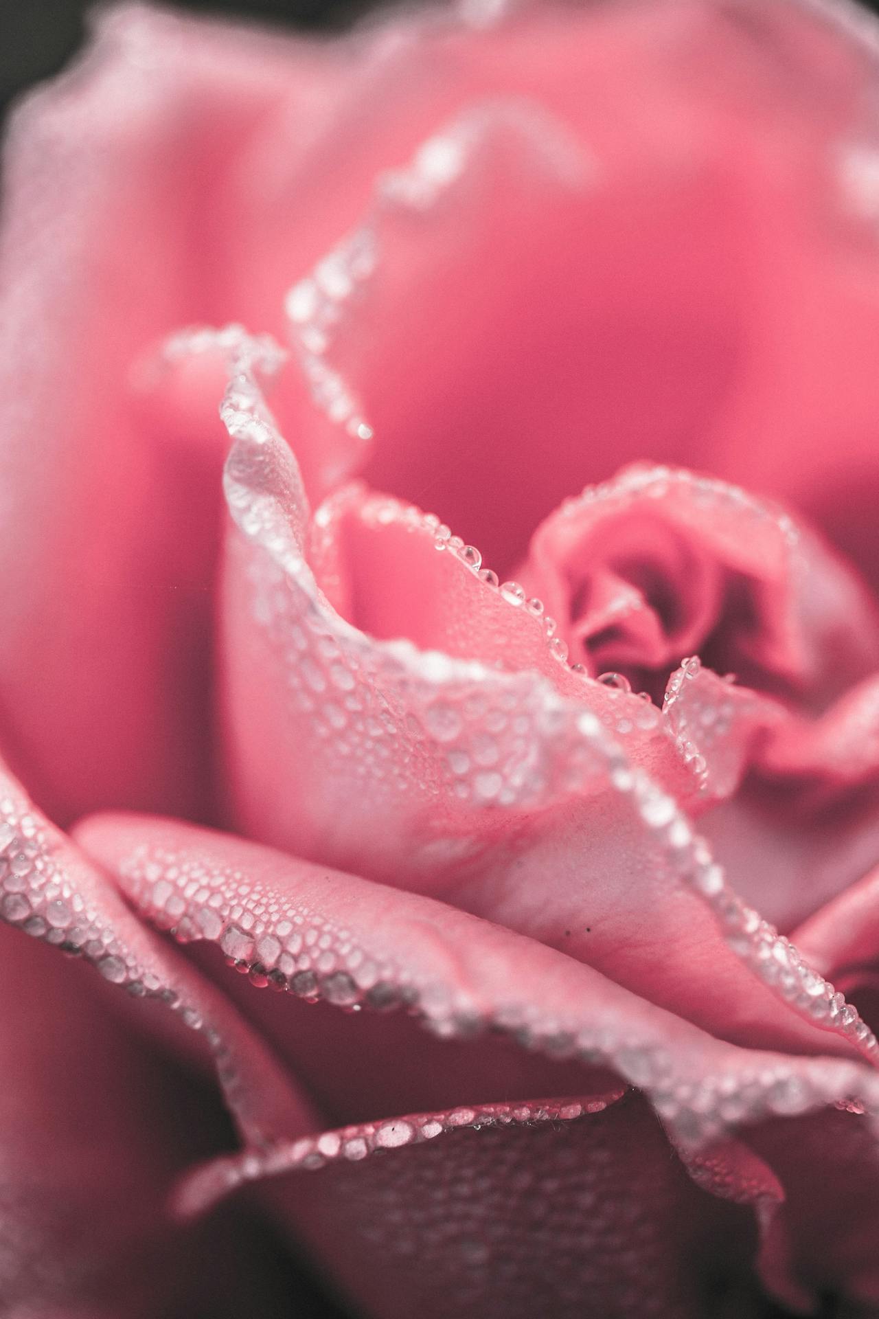 Rosa rosa al alba