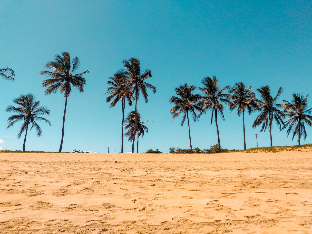 Palmera y playas
