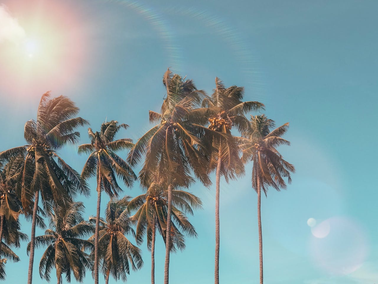 Palmeras bajo el sol